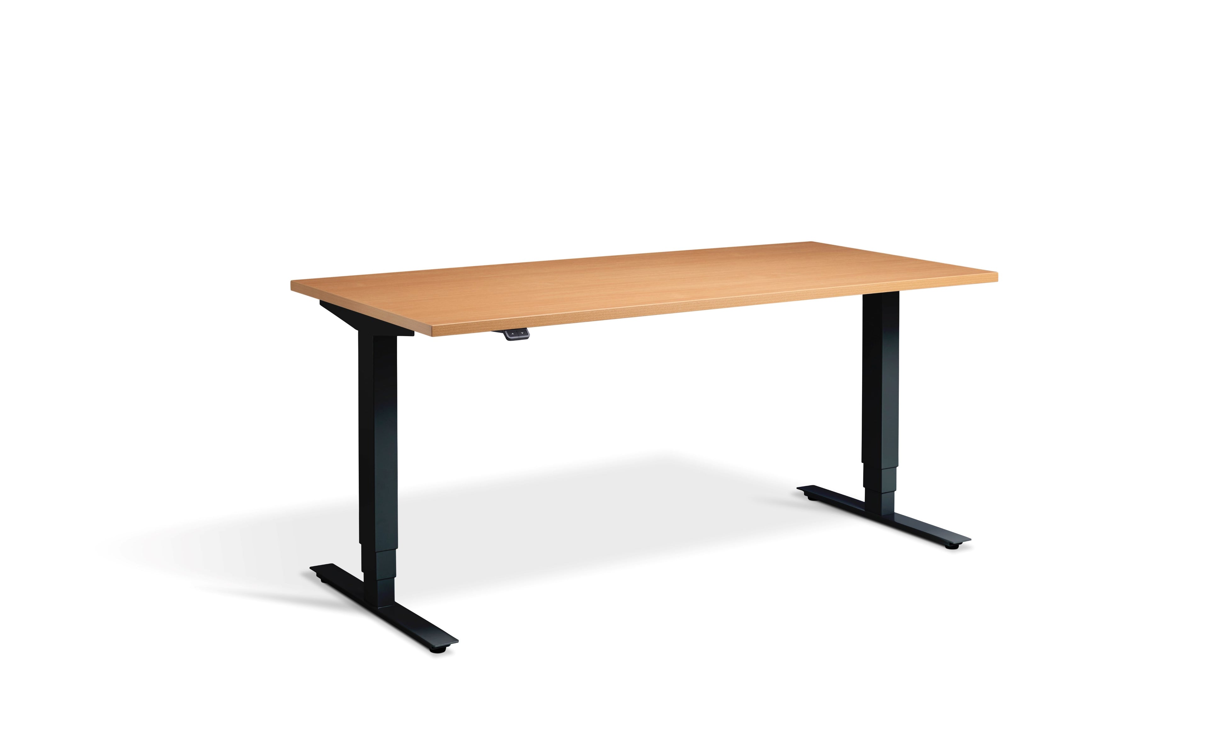 Black Beech